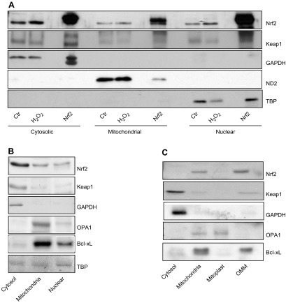 Figure 11.