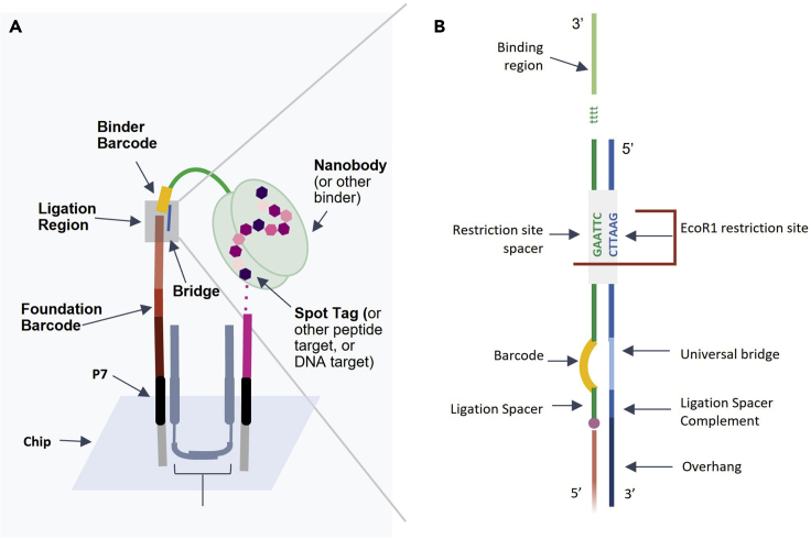 Figure 3