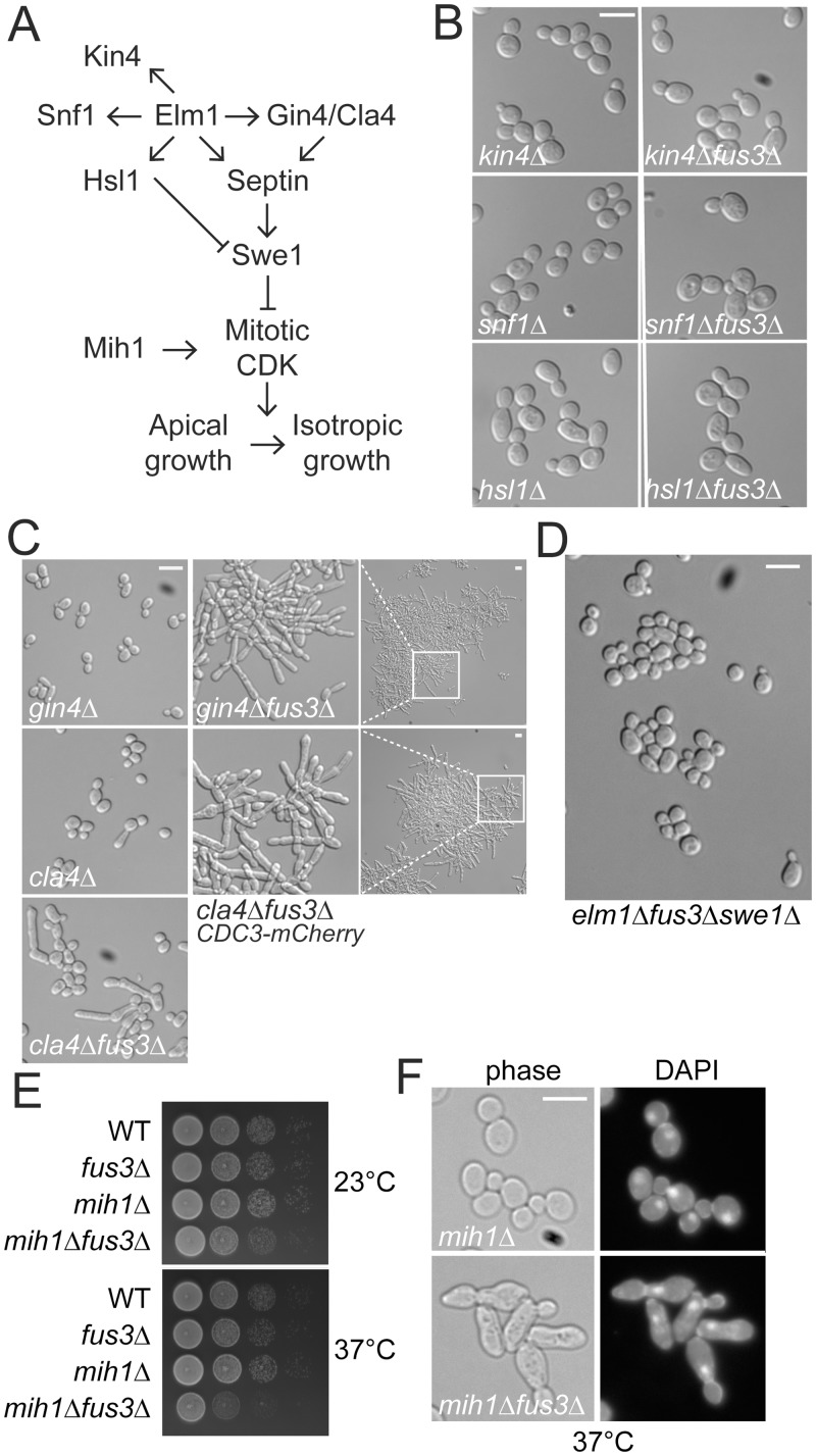 Fig 4