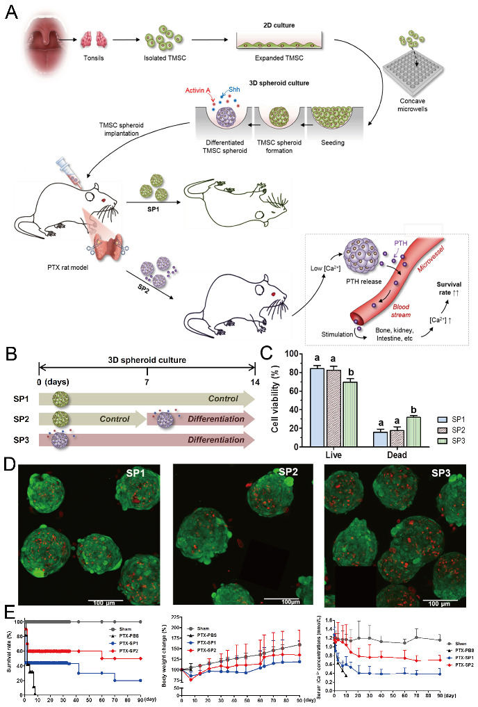 Figure 21