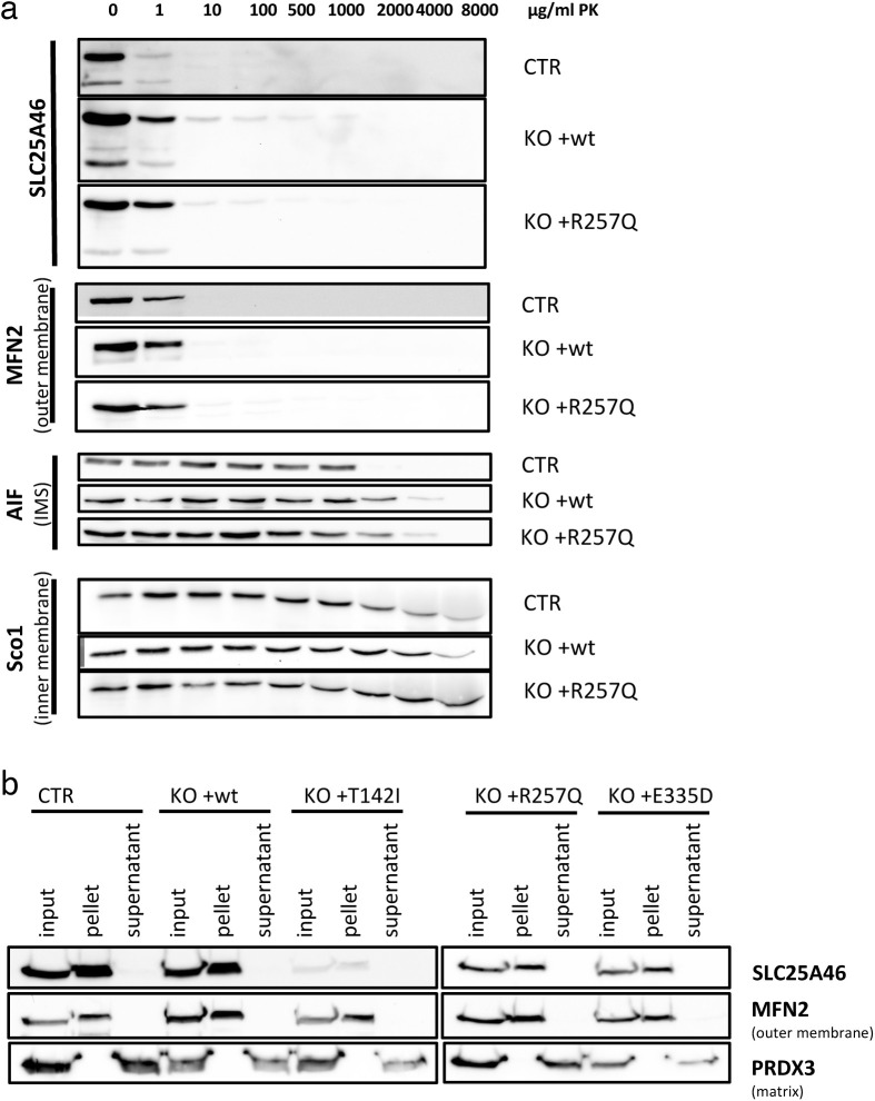 Figure S5.