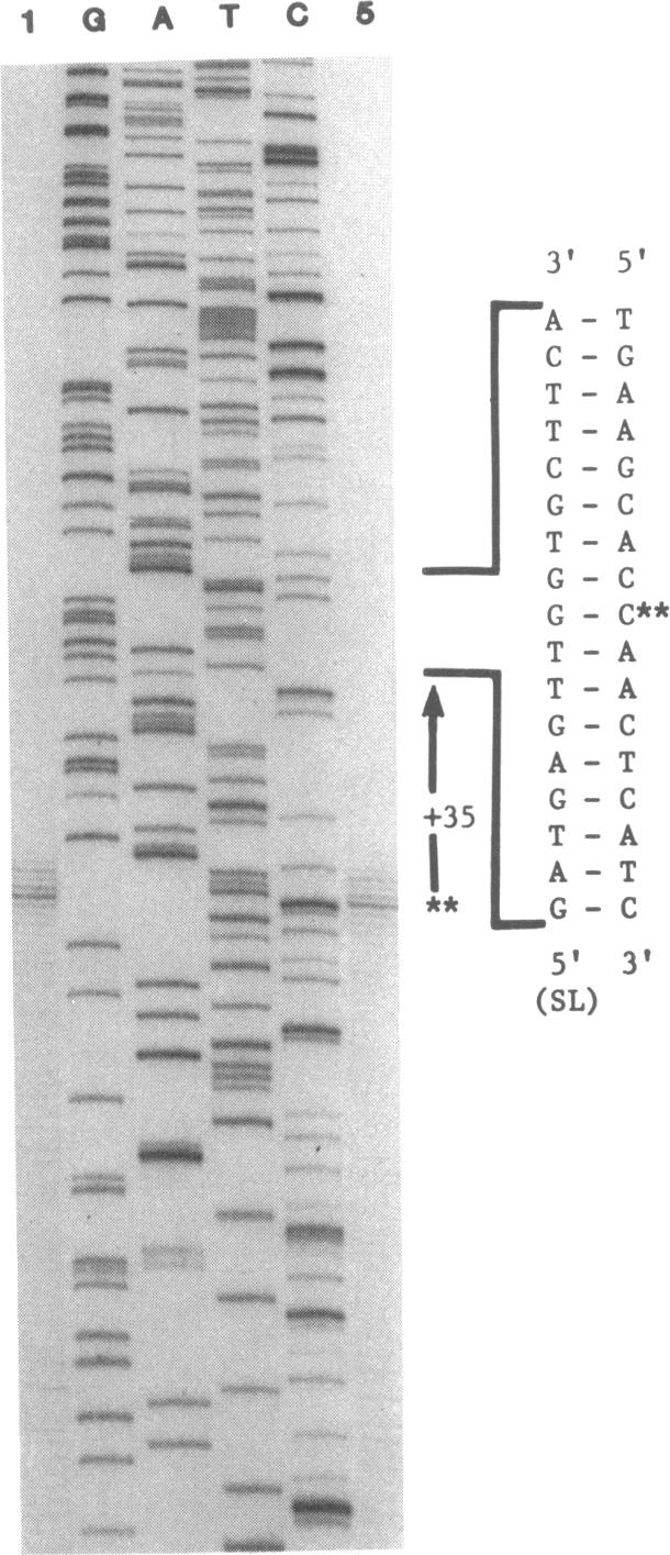 graphic file with name pnas00278-0120-a.jpg