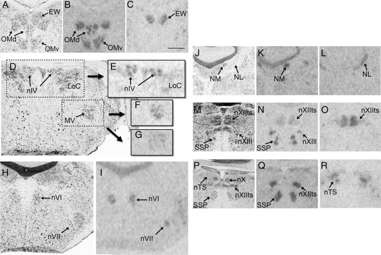 Fig. 10.