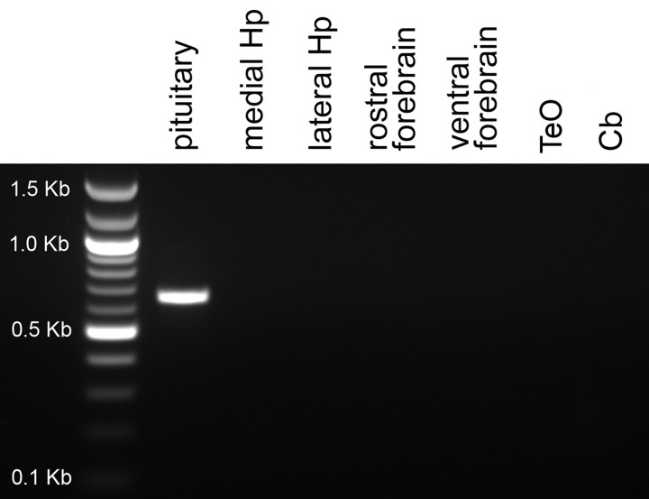 Fig. 11.