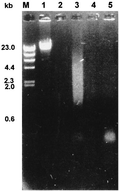 FIG. 6