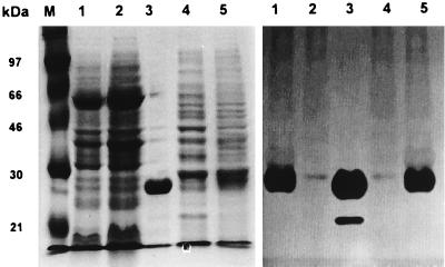 FIG. 7