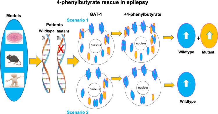 Graphical abstract