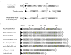 (Top) Diagram of the RMCE process, showing the replacement of the landing pad with the gene of interest using complementary FRT sites. (Bottom) Diagram of the components of the 8 bsAb formats.