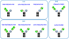 Illustration of the 8 bsAb formats using circles and lines. Each bsAb targets both HER2 and CD3 and are of different orientation and valency. Top left are 3 antibodies in the “1+1” format; Bottom left are 3 antibodies in the “2+1” format; Right are 2 antibodies in the “2+2” format.