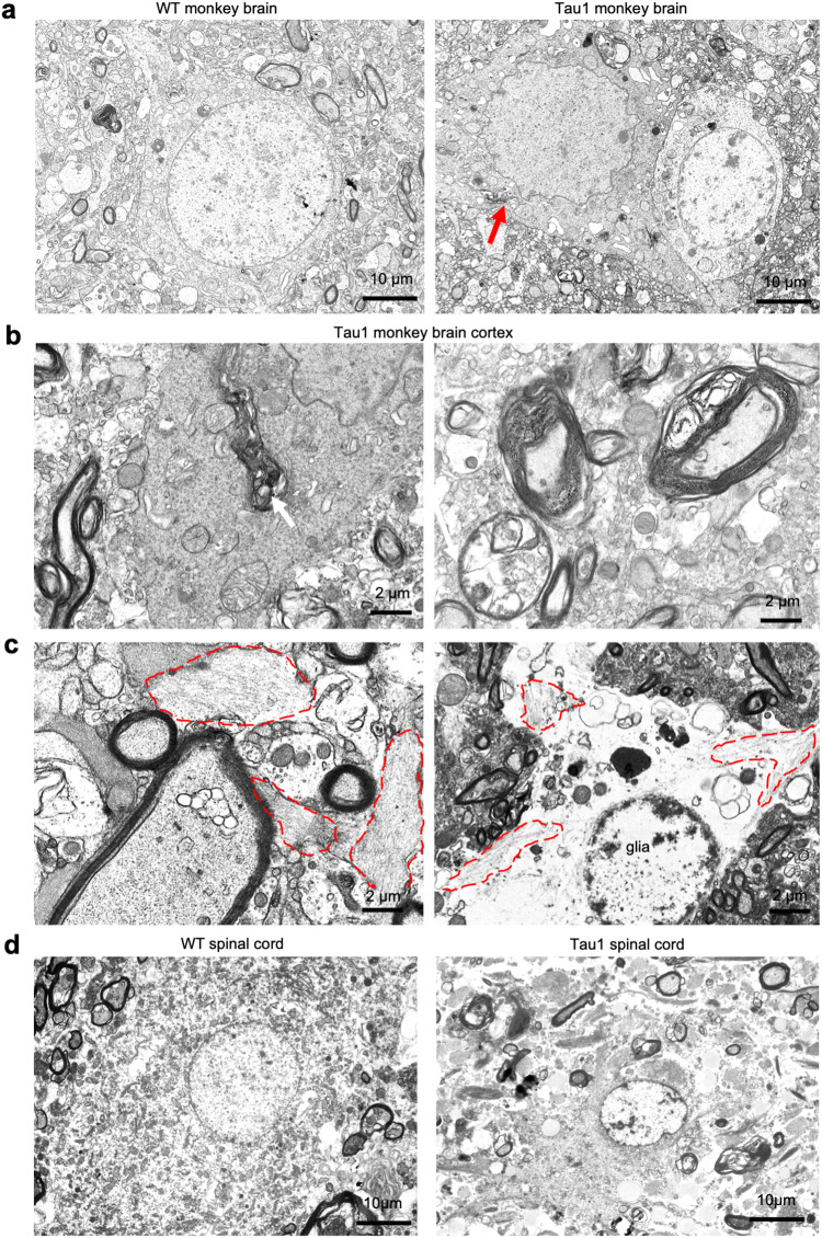 Fig. 5