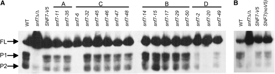 Figure 7.—