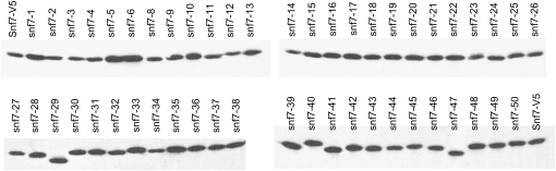 Figure 4.—