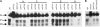 F<sc>igure</sc> 7.—