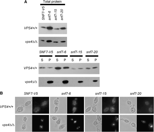 Figure 6.—