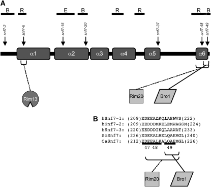 Figure 10.—