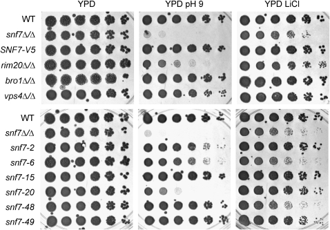 Figure 3.—