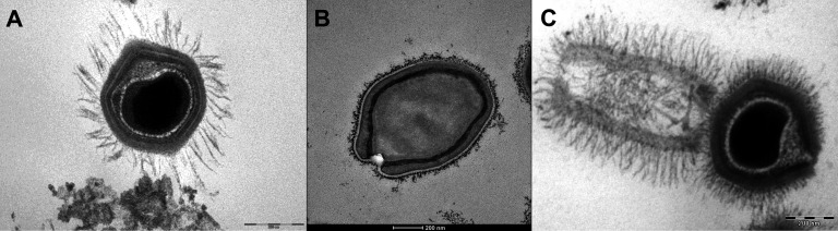 Metabolic arsenal of giant viruses: Host hijack or self-use? - PMC