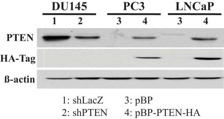 Figure 2—figure supplement 7.