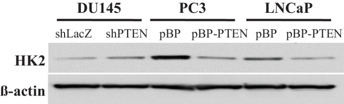 Figure 5—figure supplement 3.