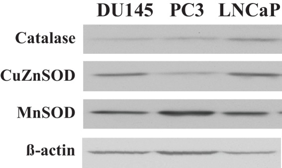 Figure 1—figure supplement 2.