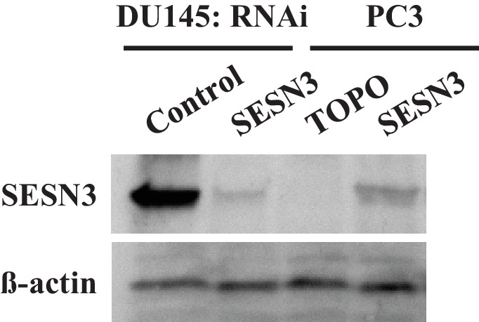 Figure 1—figure supplement 4.