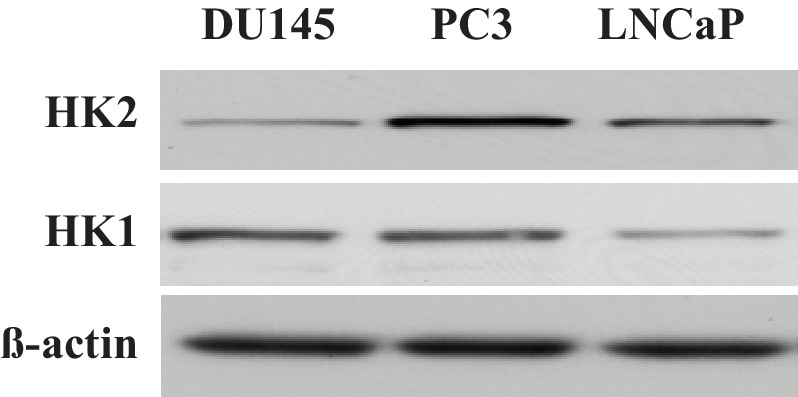 Figure 5—figure supplement 1.