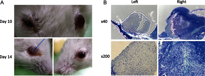 Fig. 3.