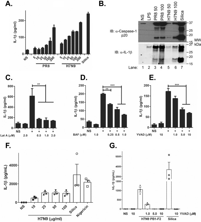 FIGURE 1.