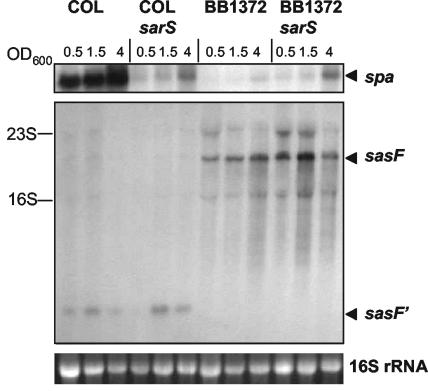 FIG. 6.