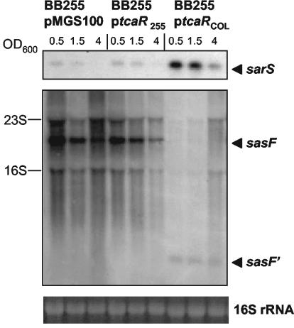 FIG. 5.