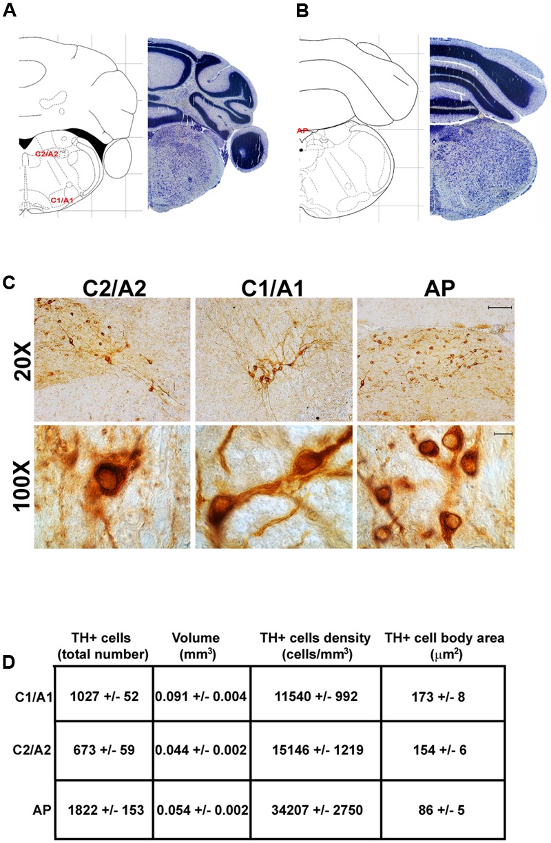 FIGURE 10