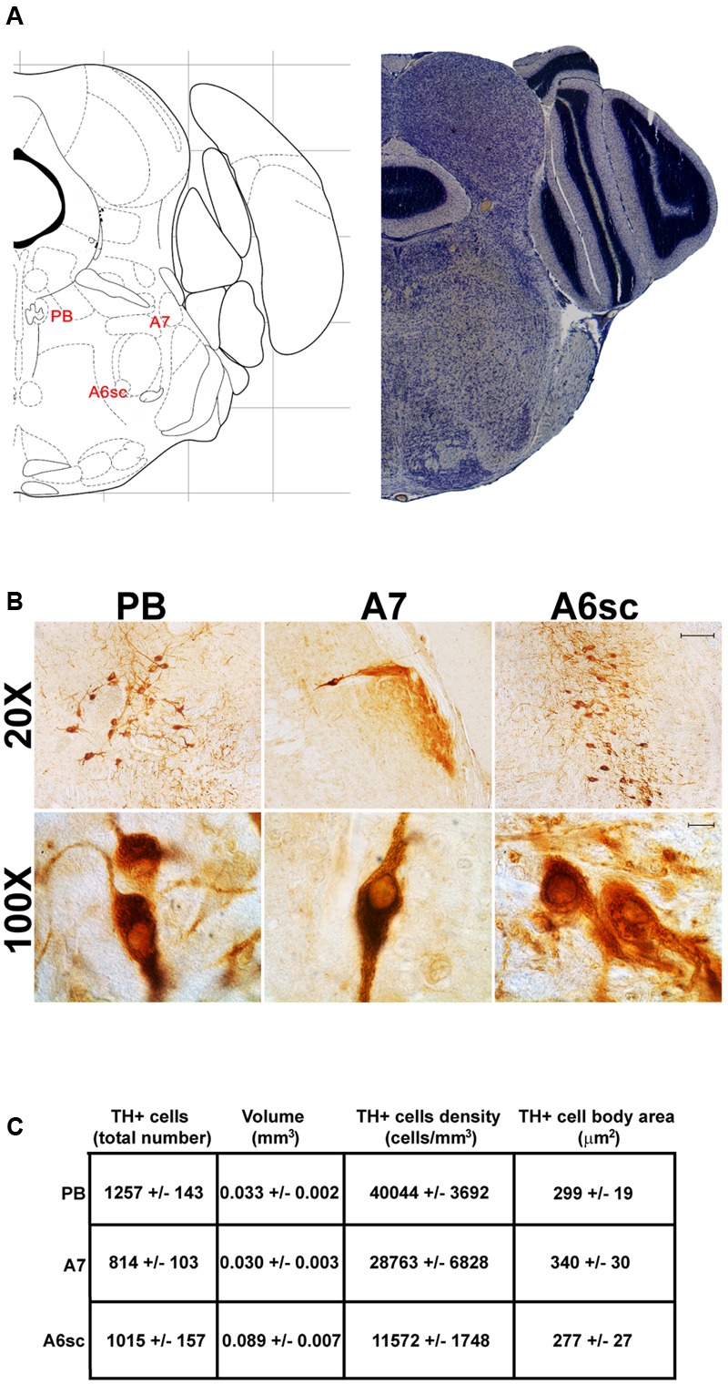 FIGURE 6