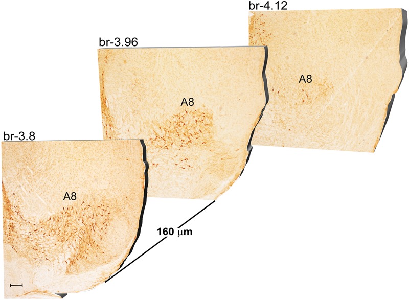 FIGURE 3