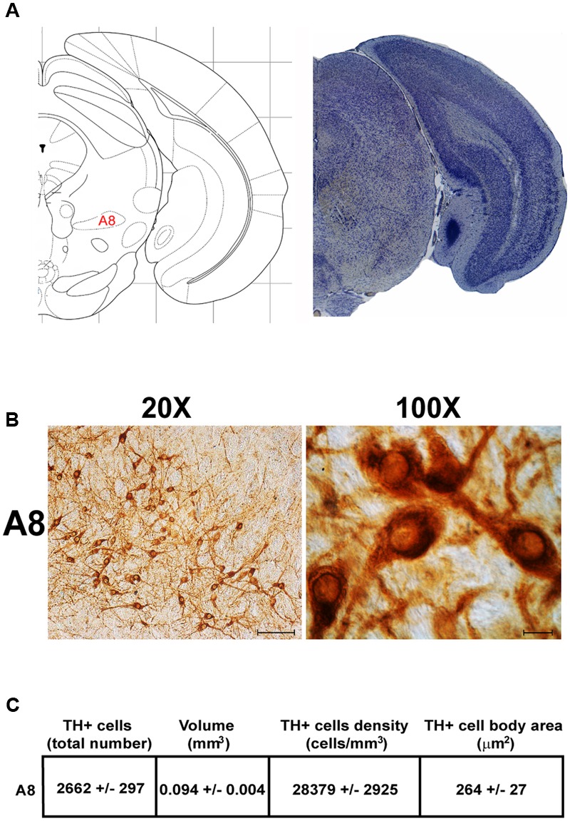 FIGURE 4