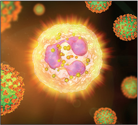 SARS-CoV-2 viruses activating neutrophil, conceptual 3D illustration. Overactive neutrophils in COVID-19 are associated with hyperinflammation that drives lung and multi-organ damage