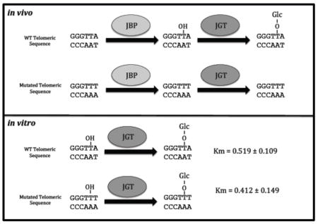 graphic file with name nihms756662u1.jpg