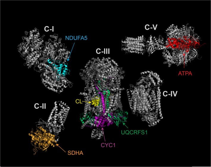 Fig 6