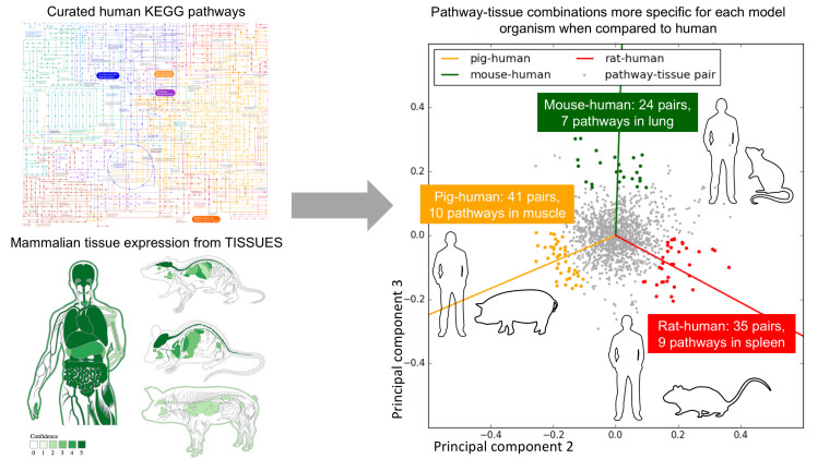 Graphical Abstract