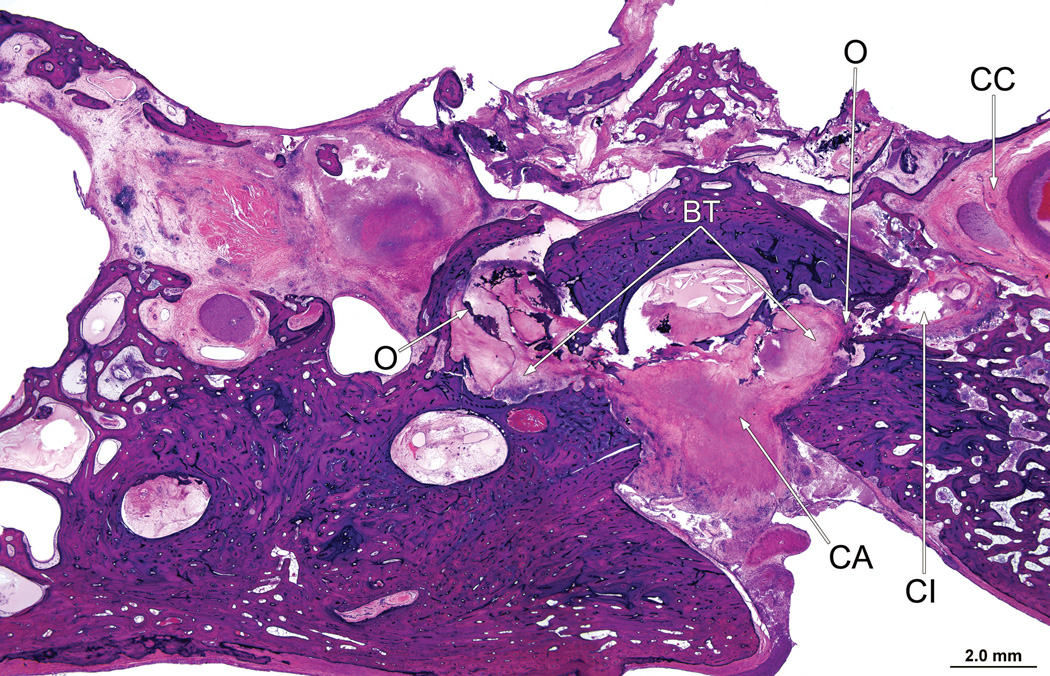 Fig. 10