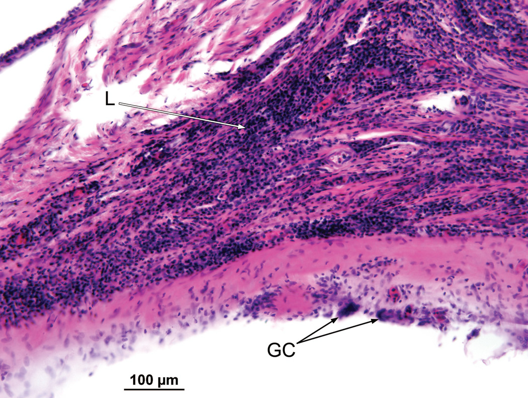 Fig. 12