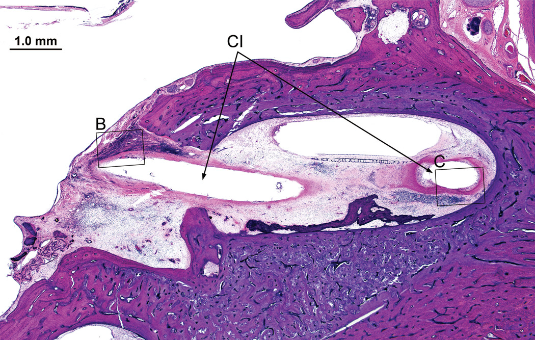 Fig. 12