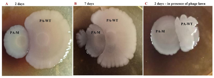 Fig. 10