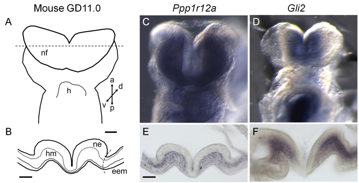 Figure 2