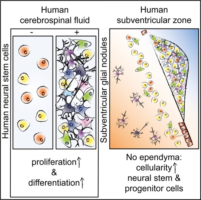 Graphical Abstract