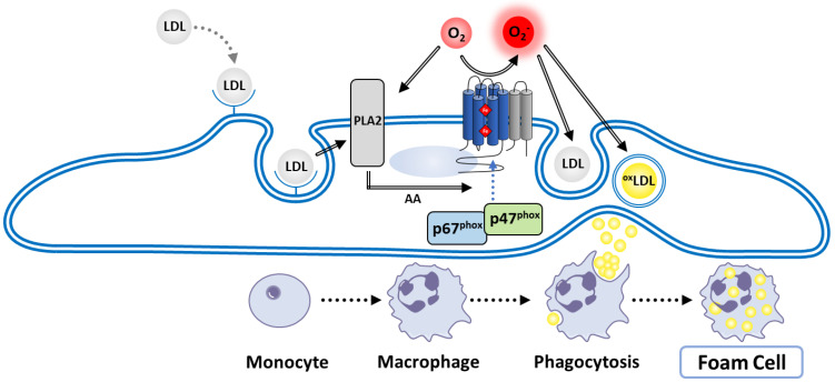 Figure 24