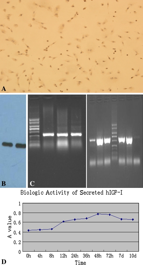 Fig. 3A–D