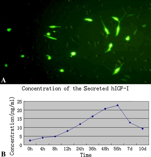 Fig. 2A–B