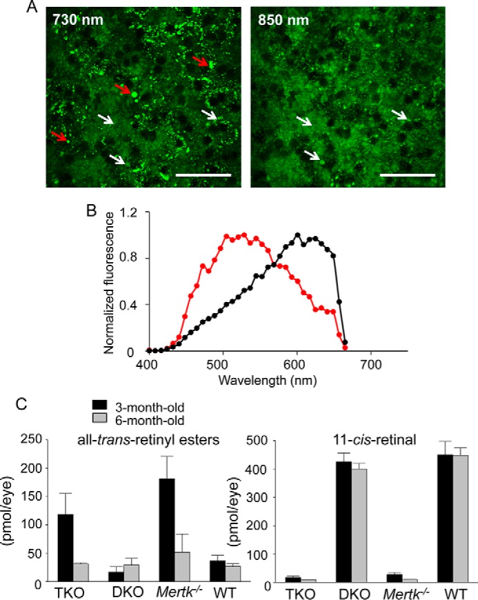 FIGURE 2.