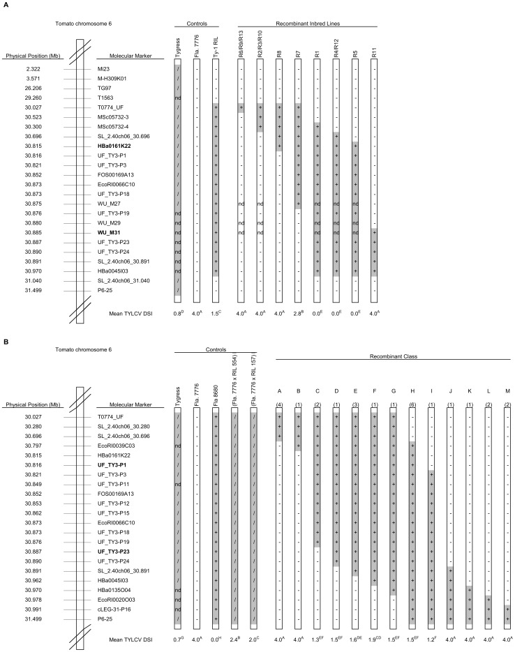 The Tomato Yellow Leaf Curl Virus Resistance Genes Ty-1 and Ty-3 Are ...