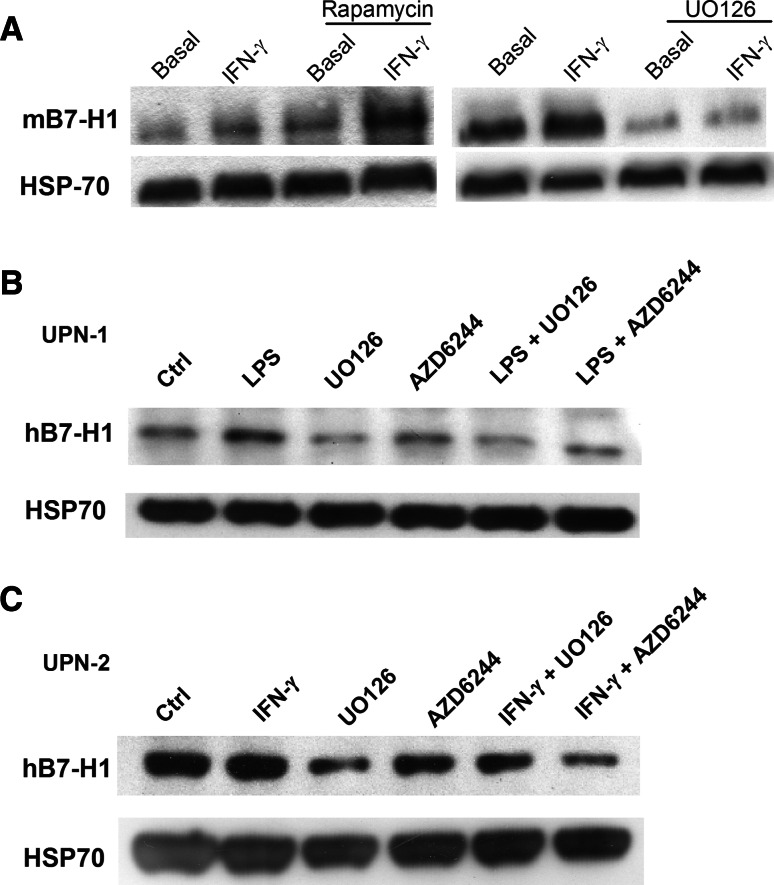 Fig. 5